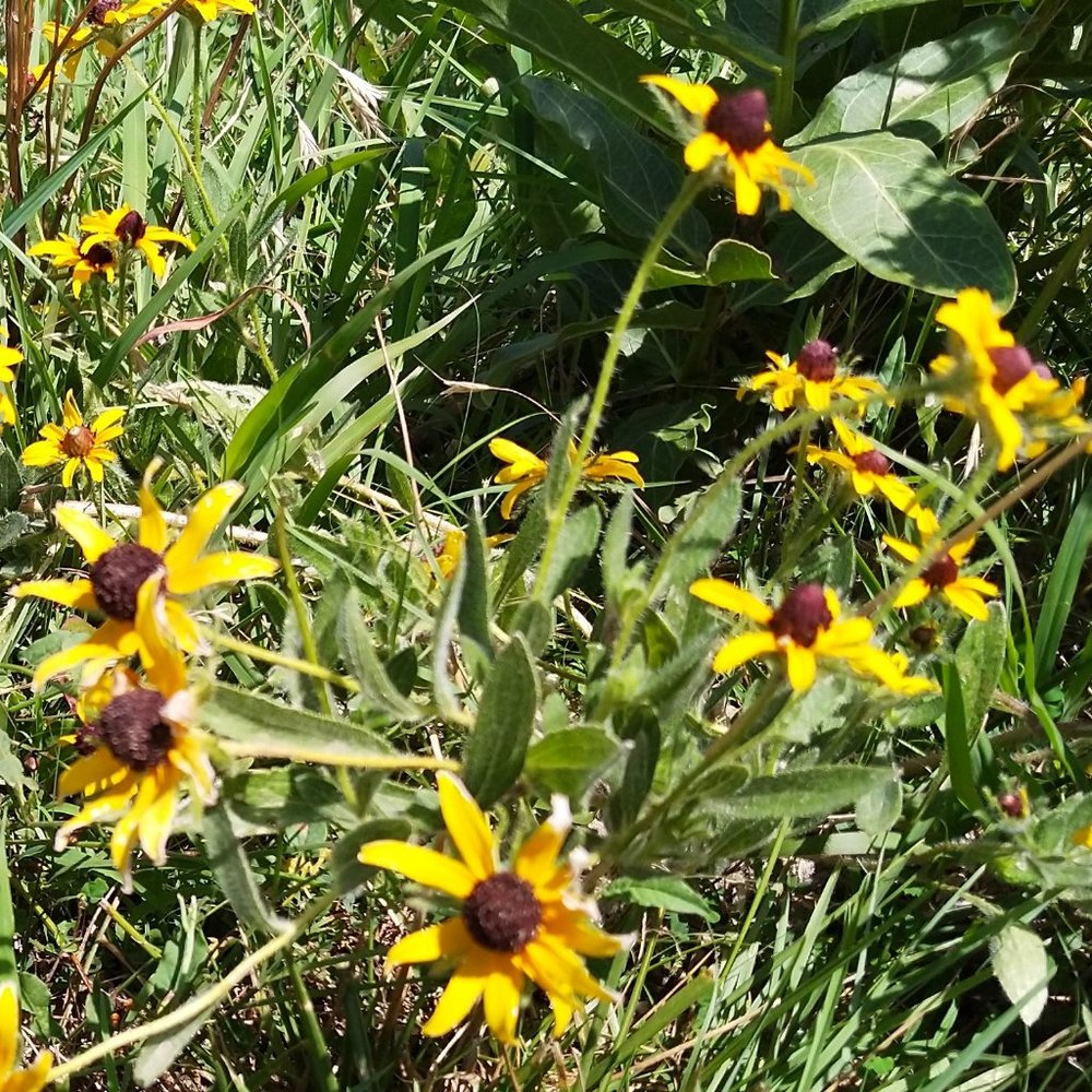 Meet your Posher, Cheryl